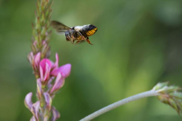 Wildbienen der Schweiz  - Megachile pyrenaica