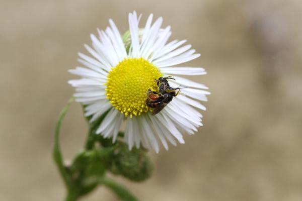 Les abeilles sauvages de Suisse Sphécode allongé - Sphecodes longulus
