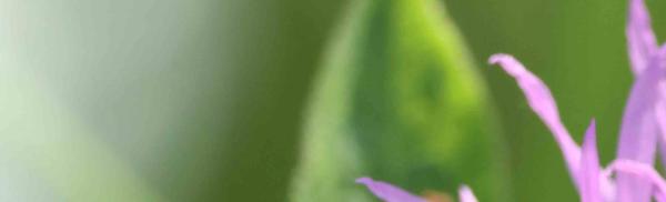 Wildbienen der Schweiz  - Stelis simillima