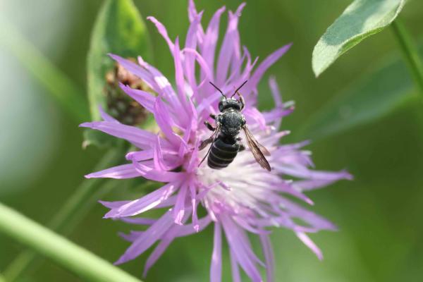 Wildbienen der Schweiz  - Stelis simillima