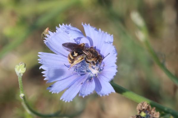 Wildbienen der Schweiz Schwarzbeinige Schmalbiene - Lasioglossum nigripes