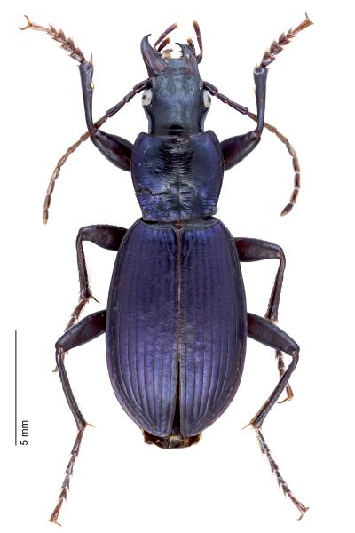 Carabes de Suisse  - Laemostenus janthinus janthinus