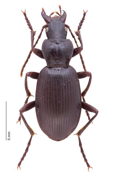   - Laemostenus terricola terricola