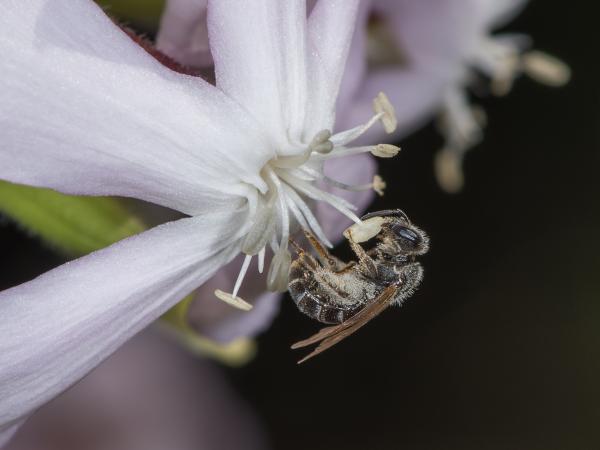 Les abeilles sauvages de Suisse Lasioglosse intermédiaire - Lasioglossum intermedium