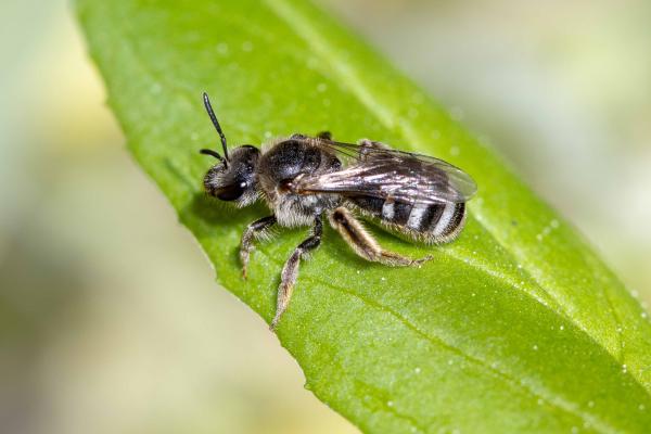 Wildbienen der Schweiz Weissbinden-Schmalbiene - Lasioglossum leucozonium