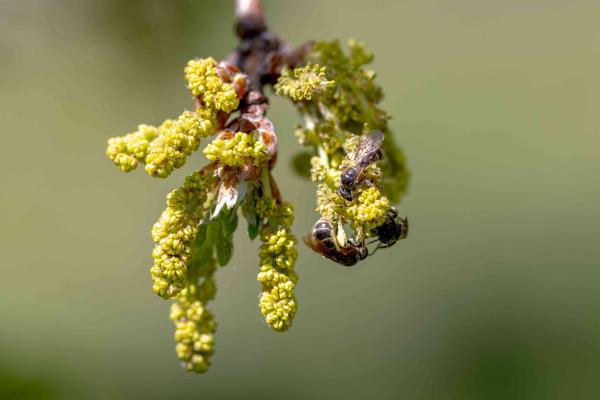 Wildbienen der Schweiz Langlebige Schmalbiene - Lasioglossum marginatum