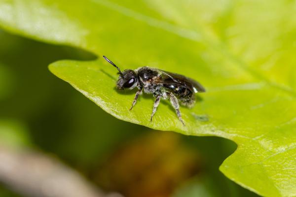 Wildbienen der Schweiz Pygmäen-Schmalbiene - Lasioglossum pygmaeum