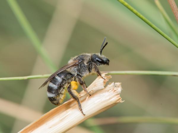 Les abeilles sauvages de Suisse Lasioglosse ceinture-blanche - Lasioglossum albocinctum