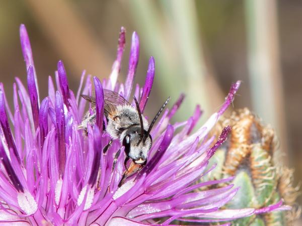 Les abeilles sauvages de Suisse Lasioglosse ceinture-blanche - Lasioglossum albocinctum