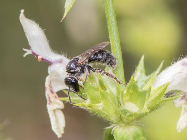 Les abeilles sauvages de Suisse Lasioglosse de la Digitale - Lasioglossum buccale