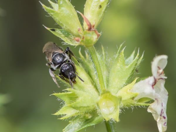 Les abeilles sauvages de Suisse Lasioglosse de la Digitale - Lasioglossum buccale