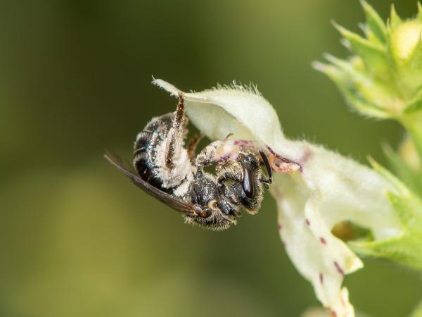 Les abeilles sauvages de Suisse Lasioglosse longue-tête - Lasioglossum clypeare