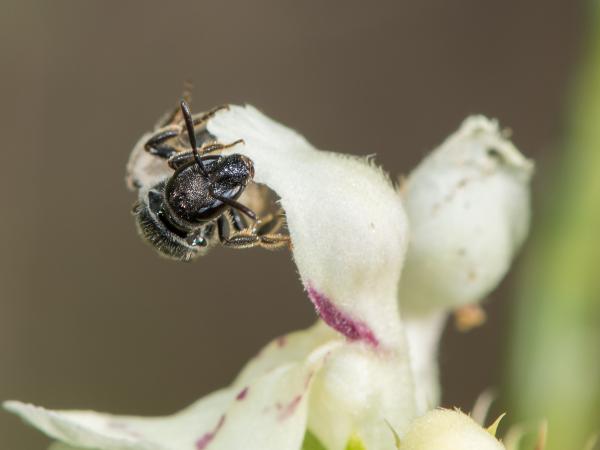 Les abeilles sauvages de Suisse Lasioglosse longue-tête - Lasioglossum clypeare
