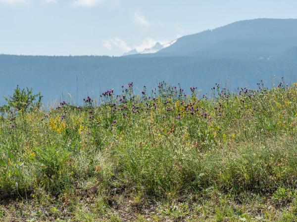Les abeilles sauvages de Suisse Lasioglosse longue-tête - Lasioglossum clypeare
