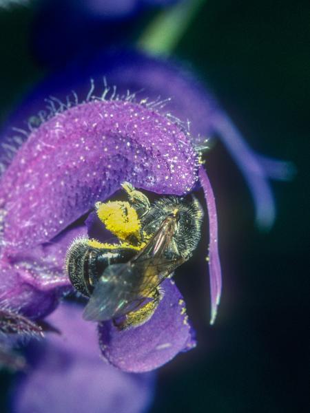 Les abeilles sauvages de Suisse Lasioglosse de la Sauge - Lasioglossum convexiusculum