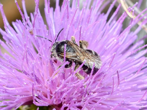 Les abeilles sauvages de Suisse Lasioglosse dos-luisant - Lasioglossum discum