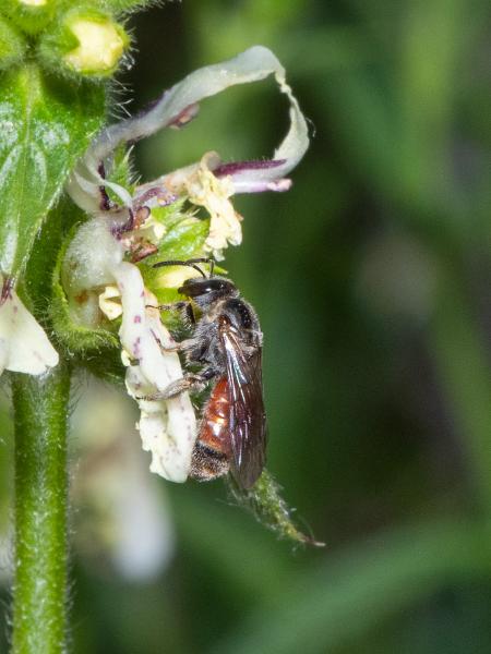 Les abeilles sauvages de Suisse Lasioglosse élégant - Lasioglossum elegans