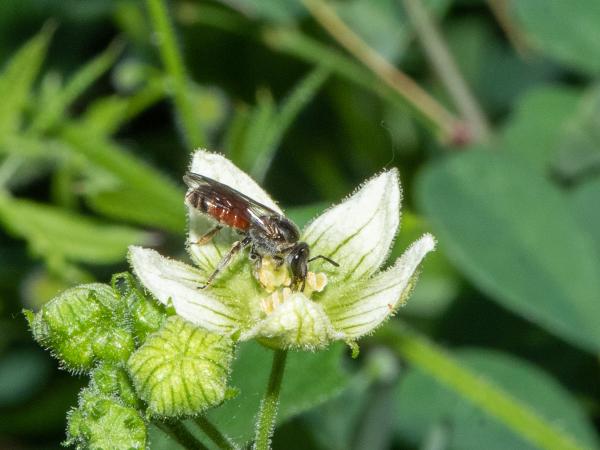 Les abeilles sauvages de Suisse Lasioglosse élégant - Lasioglossum elegans