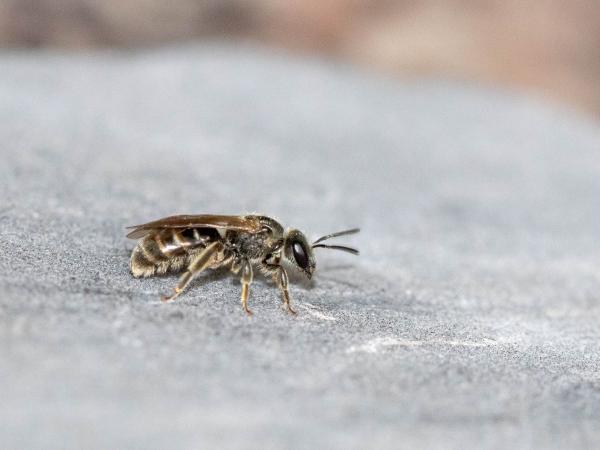 Les abeilles sauvages de Suisse Lasioglosse antennes-brunes - Lasioglossum fulvicorne