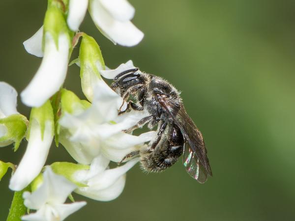 Les abeilles sauvages de Suisse Lasioglosse intermédiaire - Lasioglossum intermedium