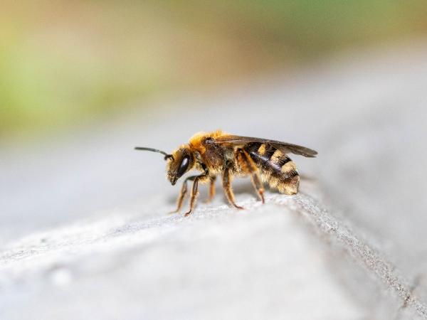 Les abeilles sauvages de Suisse Lasioglosse dentée - Lasioglossum laevigatum