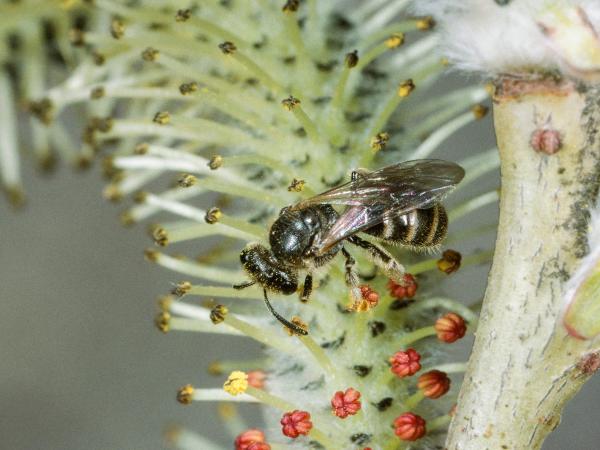Les abeilles sauvages de Suisse Lasioglosse tête-large - Lasioglossum laticeps
