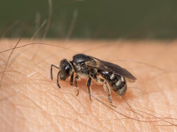 Wildbienen der Schweiz Breitbauch-Schmalbiene - Lasioglossum lativentre