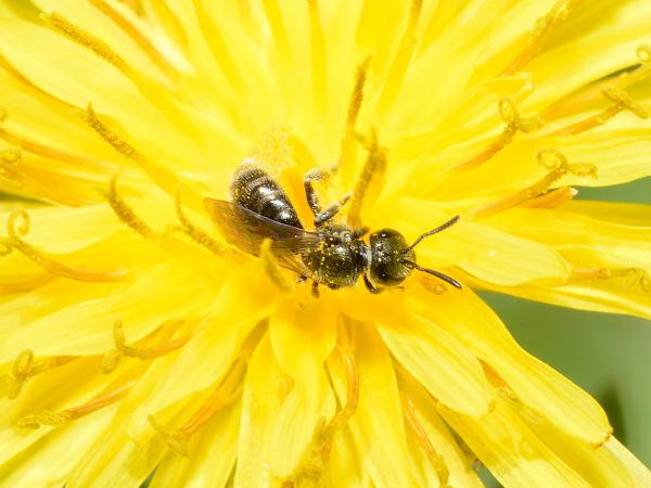 Wildbienen der Schweiz Hellfüssige Schmalbiene - Lasioglossum leucopus