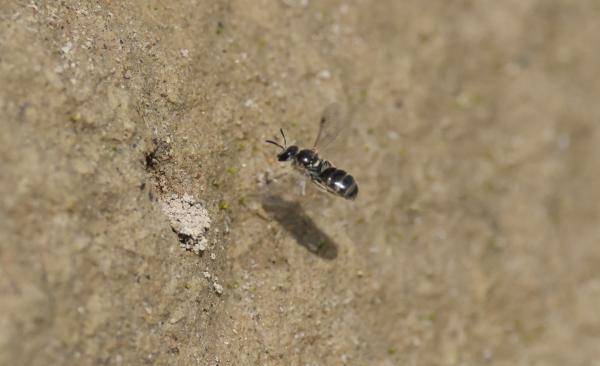 Wildbienen der Schweiz Geriefte Steilwand-Schmalbiene - Lasioglossum limbellum