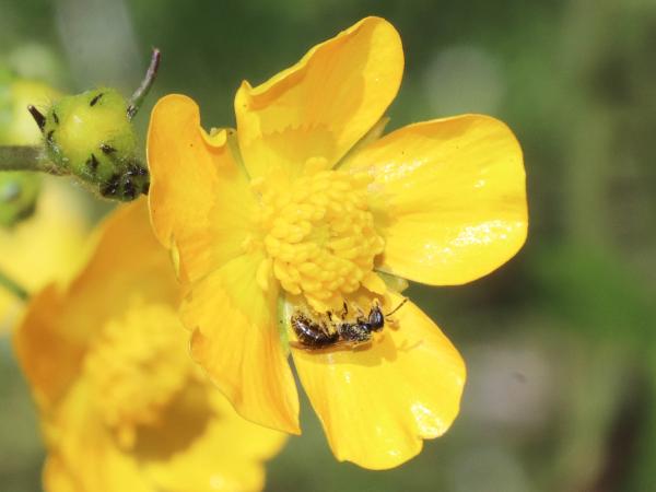 Wildbienen der Schweiz Leuchtende Schmalbiene - Lasioglossum lucidulum