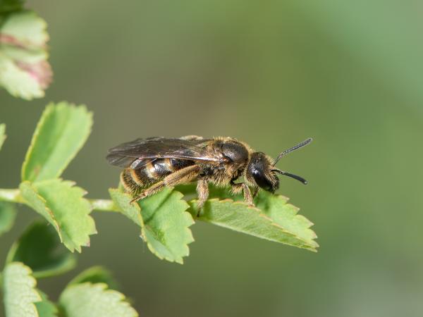 Wildbienen der Schweiz Feldweg-Schmalbiene - Lasioglossum malachurum