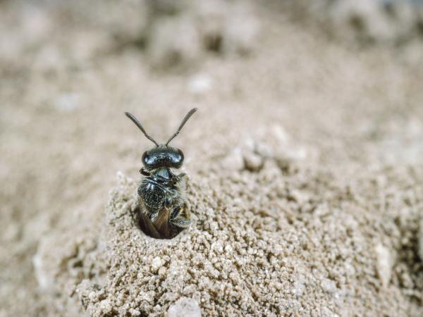 Wildbienen der Schweiz Feldweg-Schmalbiene - Lasioglossum malachurum