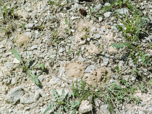 Wildbienen der Schweiz Feldweg-Schmalbiene - Lasioglossum malachurum