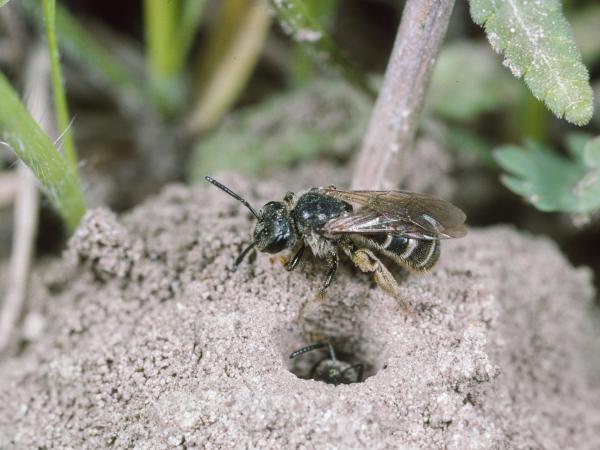 Wildbienen der Schweiz Langlebige Schmalbiene - Lasioglossum marginatum