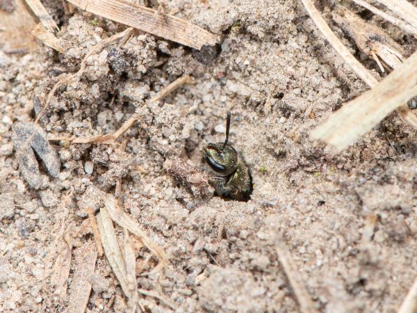 Wildbienen der Schweiz Dunkelgrüne Schmalbiene - Lasioglossum morio
