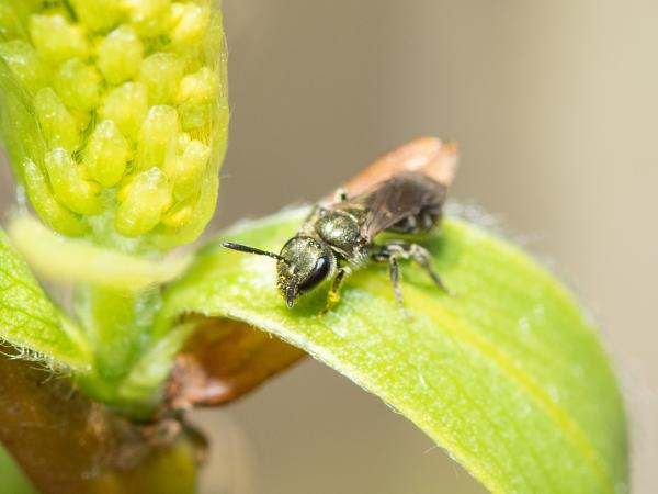 Wildbienen der Schweiz Dunkelgrüne Schmalbiene - Lasioglossum morio