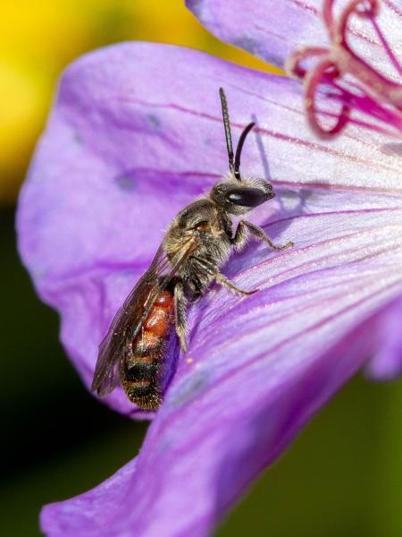 Wildbienen der Schweiz Schwarzbeinige Schmalbiene - Lasioglossum nigripes