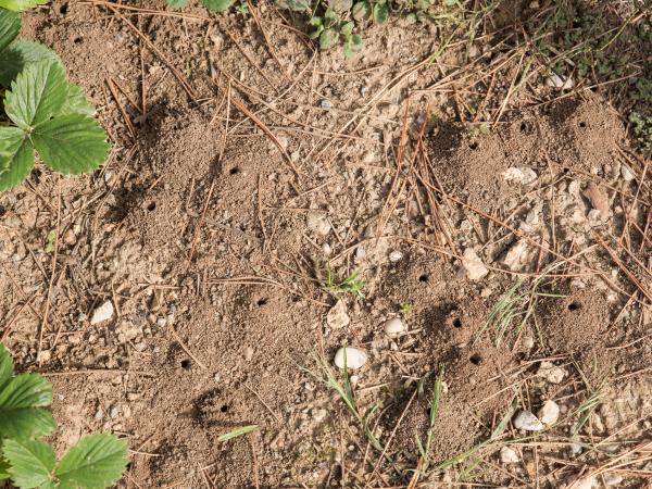 Wildbienen der Schweiz Schwarzbeinige Schmalbiene - Lasioglossum nigripes