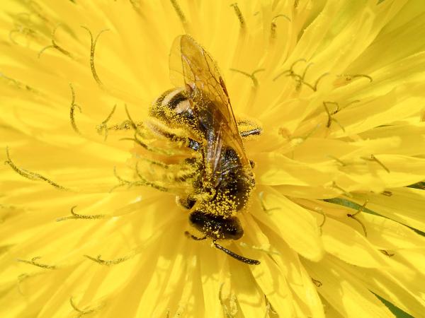 Wildbienen der Schweiz Frülings-Schmalbiene - Lasioglossum pallens