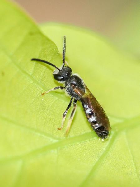 Wildbienen der Schweiz Frülings-Schmalbiene - Lasioglossum pallens