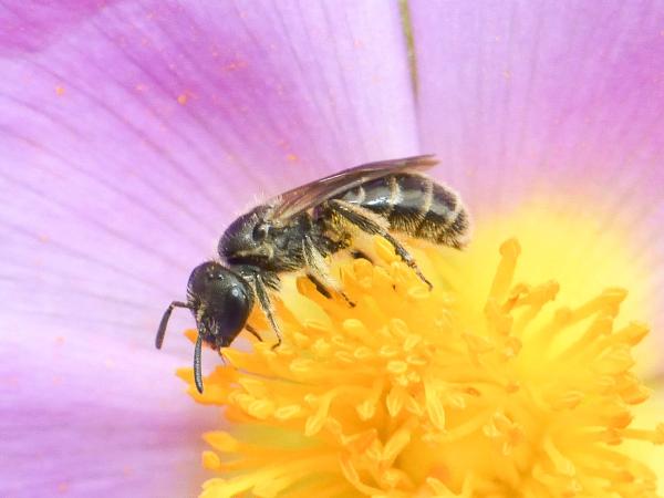Wildbienen der Schweiz Acker-Schmalbiene - Lasioglossum pauxillum