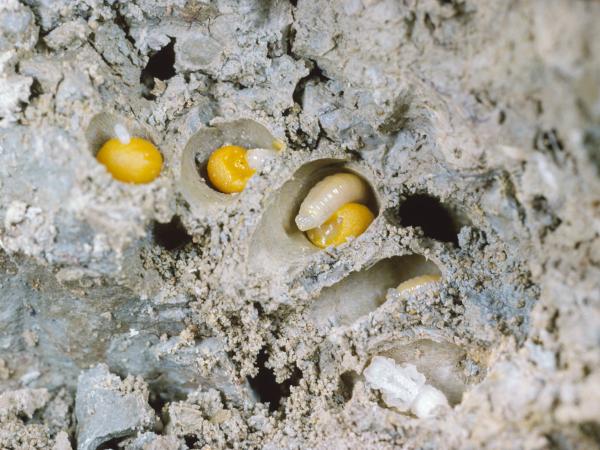 Wildbienen der Schweiz Acker-Schmalbiene - Lasioglossum pauxillum