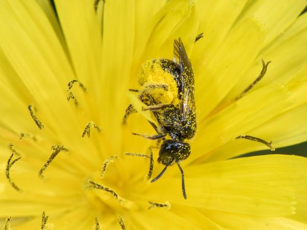 Wildbienen der Schweiz Runzelwangige Schmalbiene - Lasioglossum puncticolle
