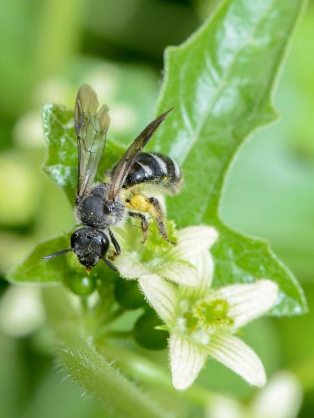 Wildbienen der Schweiz Spargel-Schmalbiene - Lasioglossum sexnotatum