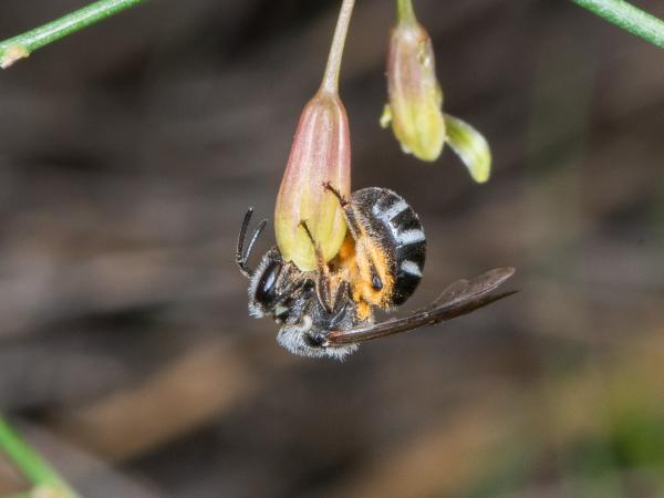 Wildbienen der Schweiz Spargel-Schmalbiene - Lasioglossum sexnotatum