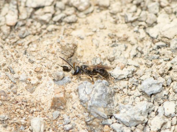 Wildbienen der Schweiz Zottige Schmalbiene - Lasioglossum villosulum