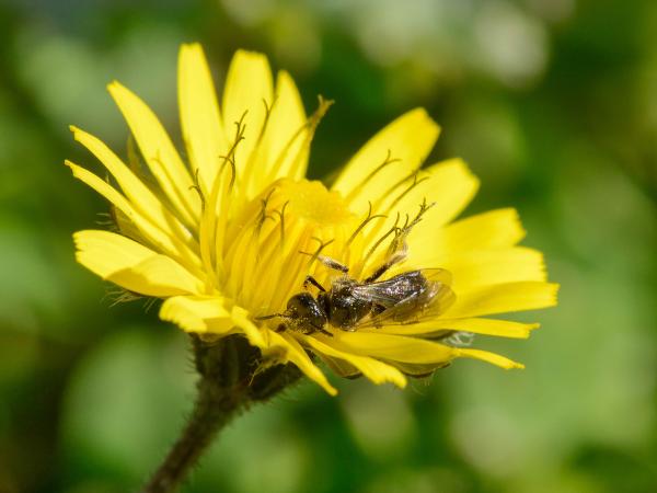 Wildbienen der Schweiz Zottige Schmalbiene - Lasioglossum villosulum