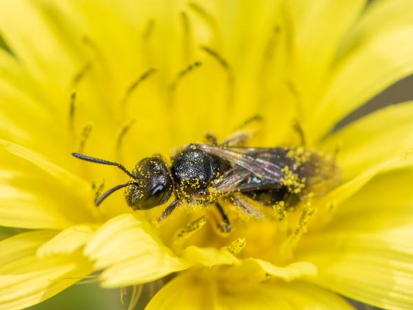 Wildbienen der Schweiz Runzelwangige Schmalbiene - Lasioglossum puncticolle