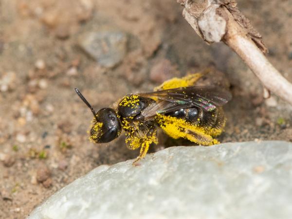 Wildbienen der Schweiz Zottige Schmalbiene - Lasioglossum villosulum