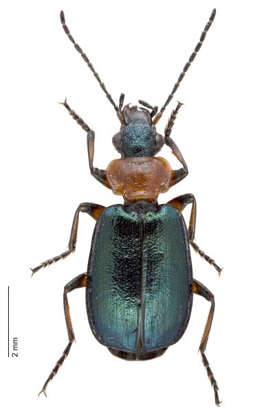   - Lebia cyanocephala cyanocephala